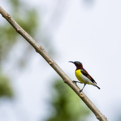 Single purple rumped sunbird perching on branch