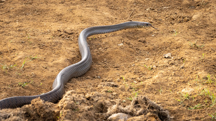 Single wild rat snake crawling along bare earth