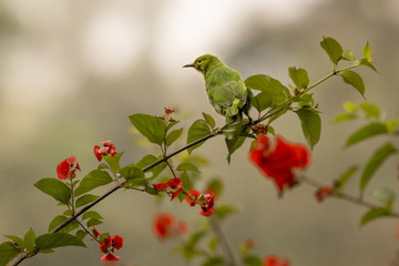Golden fronted leaf bird perched on branch with red flowers
