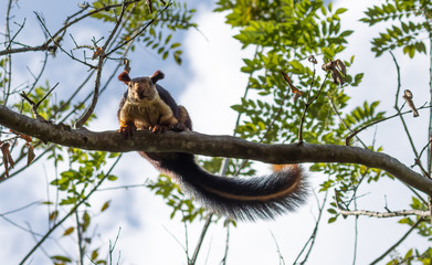 A single indian giant squirrel, laying on branch