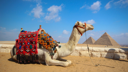 Pack animal camel lies on the sand close-up against the background of the Egyptian pyramids and bright blue sky
