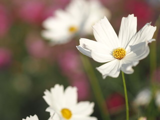 Fototapeta premium white color sulfur Cosmos, Mexican Aster flowers are blooming beautifully in the garden, blurred of nature background