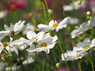 white color sulfur Cosmos, Mexican Aster flowers are blooming beautifully in the garden, blurred of nature background