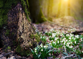 Obraz premium White-flowered flowers in a clearing in the forest. The first flowers are springtime. Leucojum vernum. Delicate primroses in the wild.