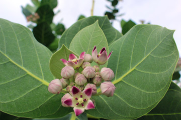 plante et ses boutons
