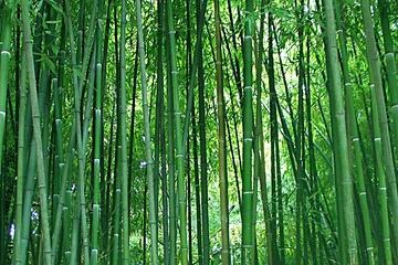 Foto op Plexiglas groene bamboe textuur voor achtergrond © Anna