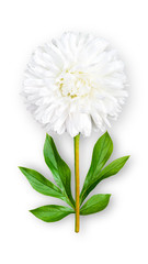 Fototapeta na wymiar Offbeat aster flower. Composition of a white aster with peony leaves. Art object on a white background.