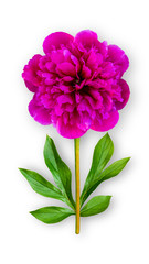 Composition of fuchsia peony with leaves. Art object on a white background.