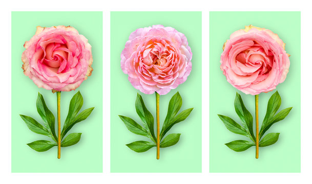 Three offbeat flowers on a pastel green background. Composition of pink ros.ebfcds with peony leaves. Art object.