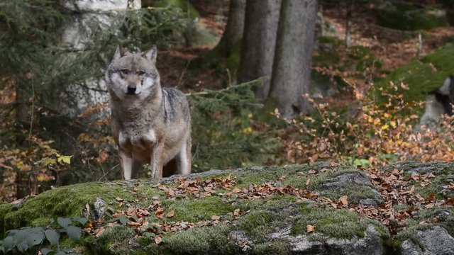 Grey wolf (Canis lupus) looking around from rock in forest