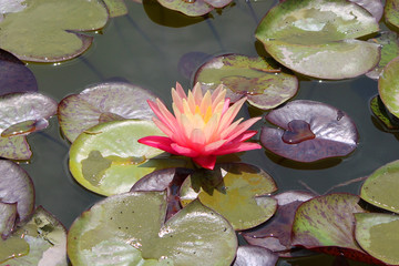 one pink lotus flower with leaves in the water