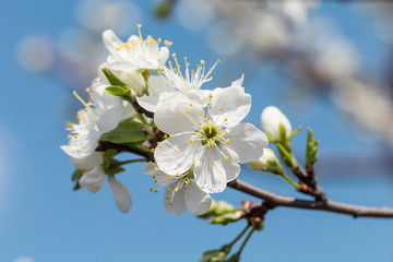 Flower of cherry wood.