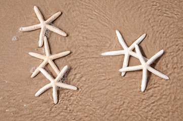 Fototapeta na wymiar Collection of spindly white starfish sitting outdoors on the wet sand shore of a beach