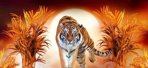 Tiger and fantasy sunset in jungles with palm trees. Exotic banner backround and panthera tigris....