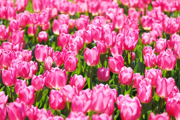 かわいいチューリップ