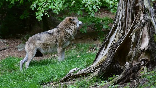 Subordinate wolf eating meat while looking out for other wolves in forest