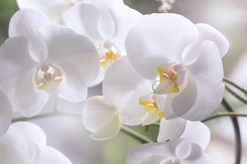 Naklejka na ściany i meble Beautiful white orchids on a delicate background. White Phalaenopsis Orchid close -up.