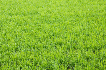 Green grass, meadow.