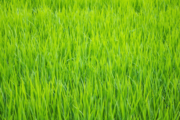 Green grass, natural texture.