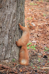 squirrel at the start of a difficult climb to a tall tree
