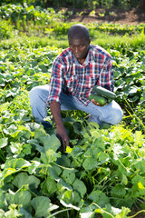 Afro-american farmer harvesting cucumbers on plantation