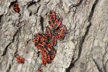 Love excitement in the wild spring at times