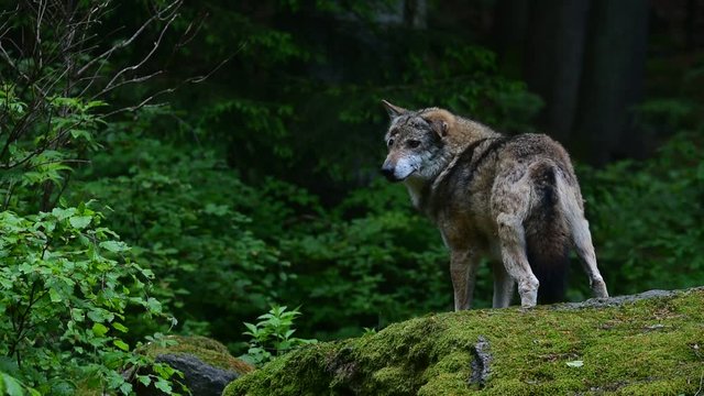 Grey wolf (Canis lupus) looking around from rock in forest