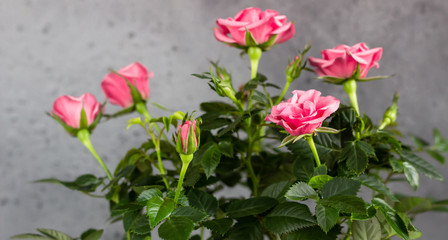 Bouquet of beautiful coral roses, grey stone background. Selective focus. Close up, copy space.