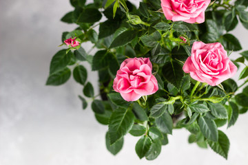 Bouquet of beautiful coral roses, grey stone background. Selective focus. Close up, copy space.