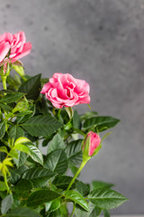 Bouquet of beautiful coral roses, grey stone background. Selective focus. Close up, copy space.
