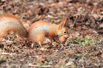 squirrel digs a hole to hide a delicious nut