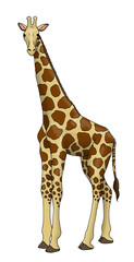 Obraz premium Giraffe