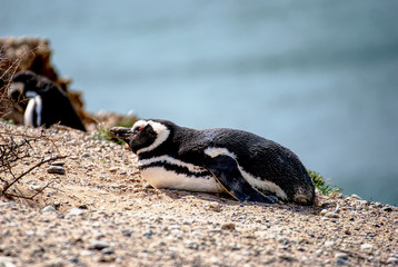 Fototapeta premium Pinguins in Patagonia Argentina on a mountain