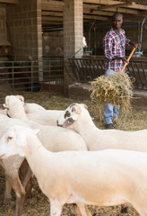 Male proffesional farmer feeds  sheeps with hay at farm