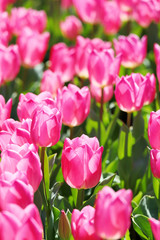 かわいいチューリップ