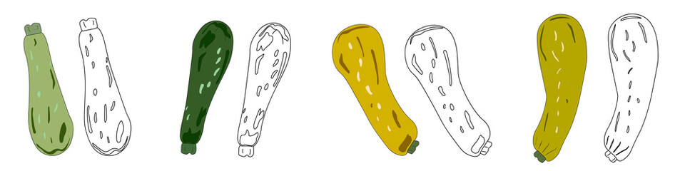 Set color and doodle zucchini squash hand drawn vector illustration . Isolated vegetable colorful object. Detailed vegetarian food drawing. Farm market product. Great for menu, label, icon