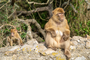 monkey Macaca sylvanus in the wild on the Gibraltar peninsula