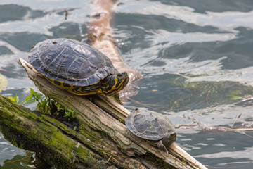 Obraz premium Rotwangen-Schmuckschildkröte in der Grube Fernie, Großen-Linden, Hessen, Deutschland