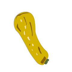 Zucchini squash hand drawn vector illustration . Isolated vegetable colorful object. Detailed vegetarian food drawing. Farm market product. Great for menu, label, icon