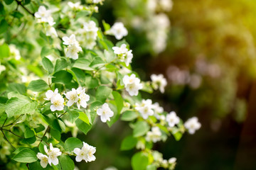 Flowering branches of jasmine. Spring sunny day. Sun rays, bokeh, copy space.