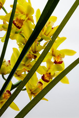 Yellow boat orchid (Cymbidium) flowers and leaves at white background. Flowers behind narrow leaves.