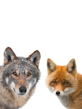 beautiful portraits of wolf and fox isolated on white background