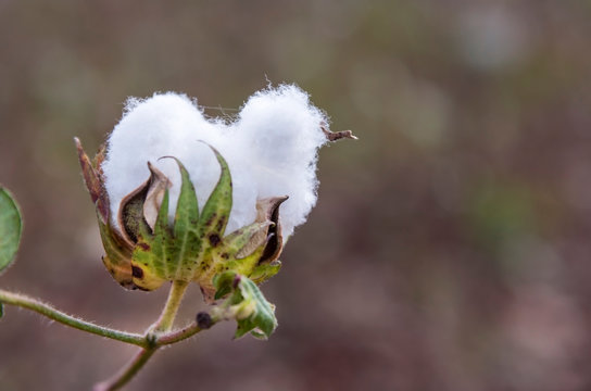 One cotton bud on a cotton field, close up, outdoor