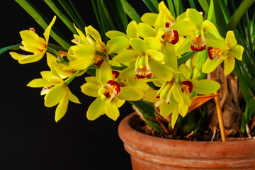 Yellow boat orchid (Cymbidium) plant at black background. Many open blooming flowers at inflorescence, clay flowerpot. Home gardening. © Fotema