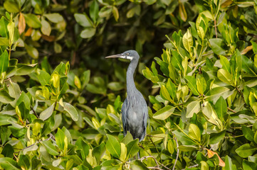 Gray heron - Ardea cinerea, great gray heron