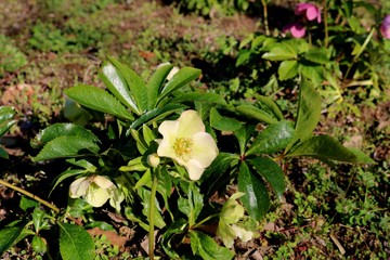 クリスマスローズ　花　春　公園　茨城