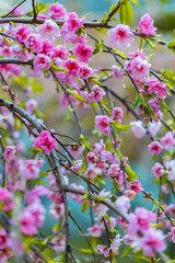 Naklejka premium Spring blooming tree branch. Pretty sakura blossom in Asia. Natural floral background. Trees strewn with pink double cherry flowers