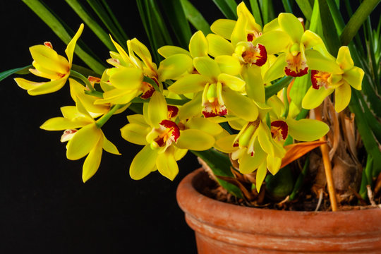 Yellow boat orchid (Cymbidium) plant at black background. Many open blooming flowers at inflorescence, clay flowerpot. Home gardening.