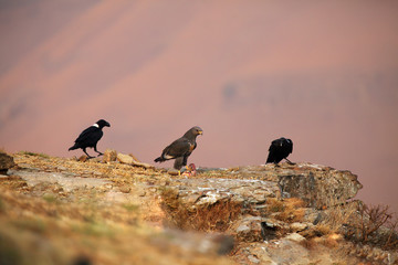 The jackal buzzard (Buteo rufofuscus) sitting among ravens eating. The buzzard watches meat from other birds.