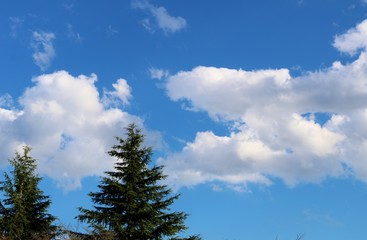 青空　木　緑　癒し　風景　茨城　春
